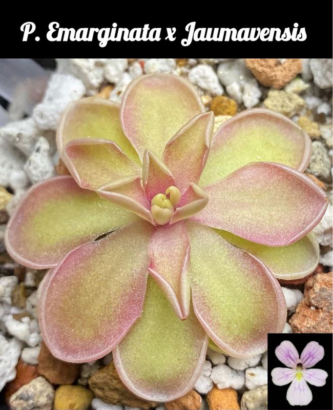 Pinguicula Emarginata X Jaumavensis
