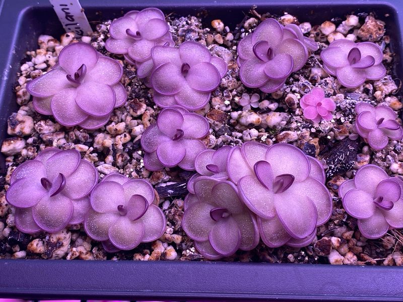 Pinguicula Leilani