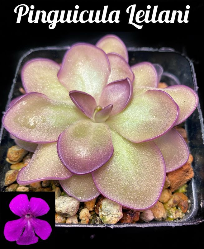 Pinguicula Leilani
