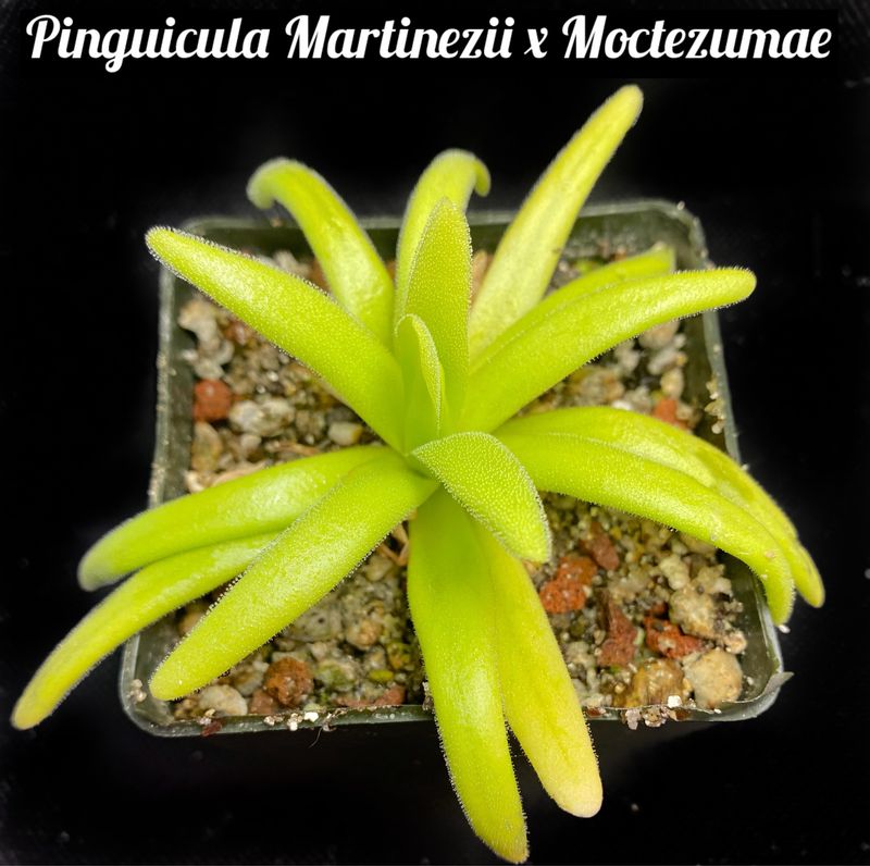 Pinguicula Martinezii X Moctezumae