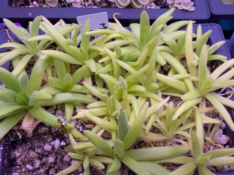 Pinguicula Martinezii X Moctezumae