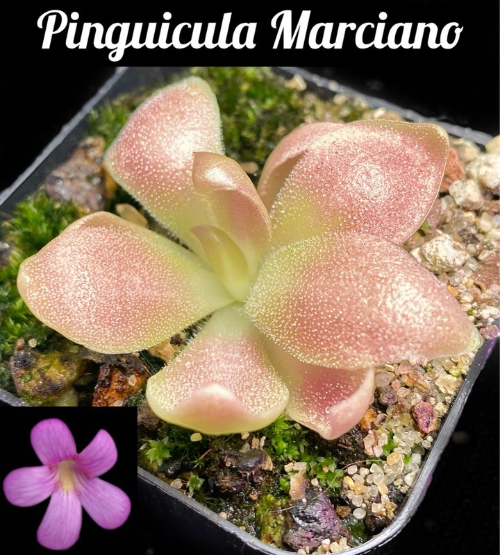 Pinguicula Marciano