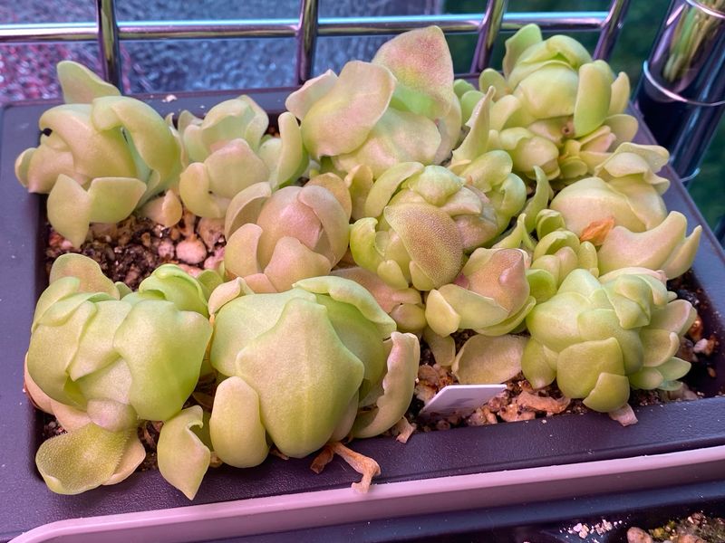 Pinguicula Marciano