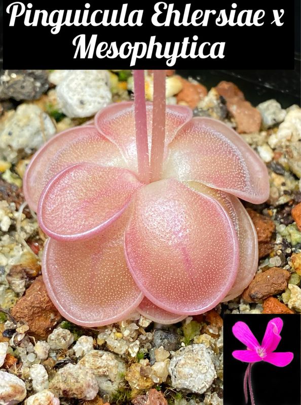 Pinguicula ehlersiae x mesophytica
