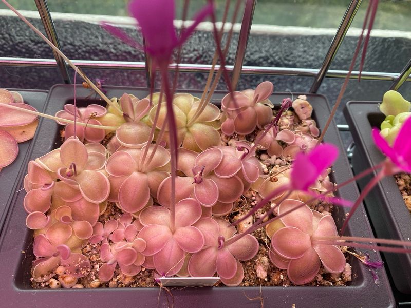 Pinguicula ehlersiae x mesophytica