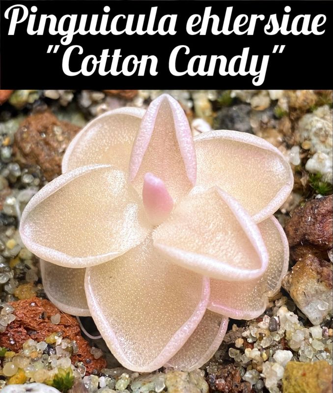 Pinguicula ehlersiae "Cotton Candy"