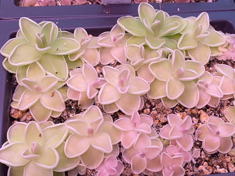 Pinguicula ehlersiae "Cotton Candy"