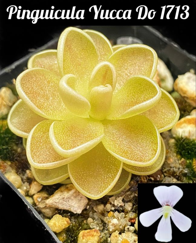 pinguicula yucca do 1713