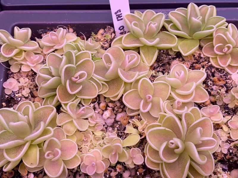 pinguicula yucca do 1713