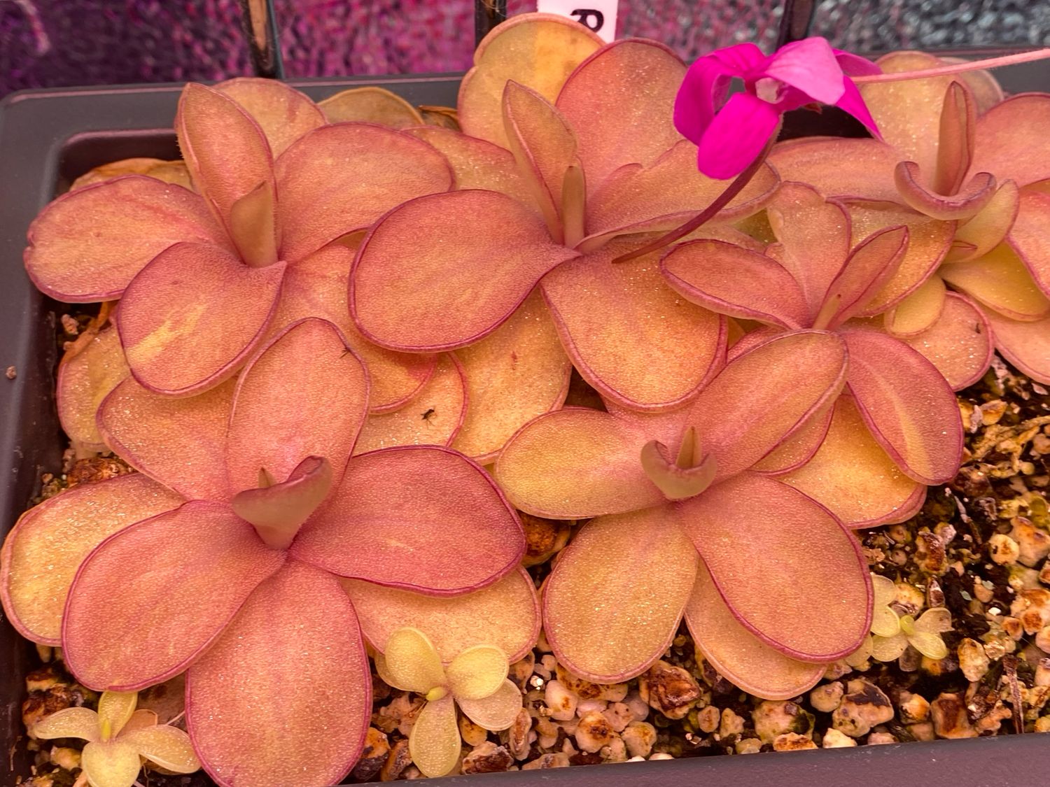 Pinguicula “Razzberry Blonde”