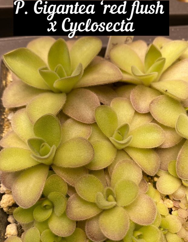 Pinguicula Gigantea ‘red flush’ X Cyclosecta