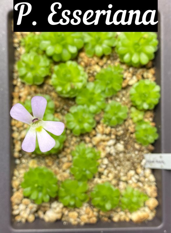 Pinguicula esseriana