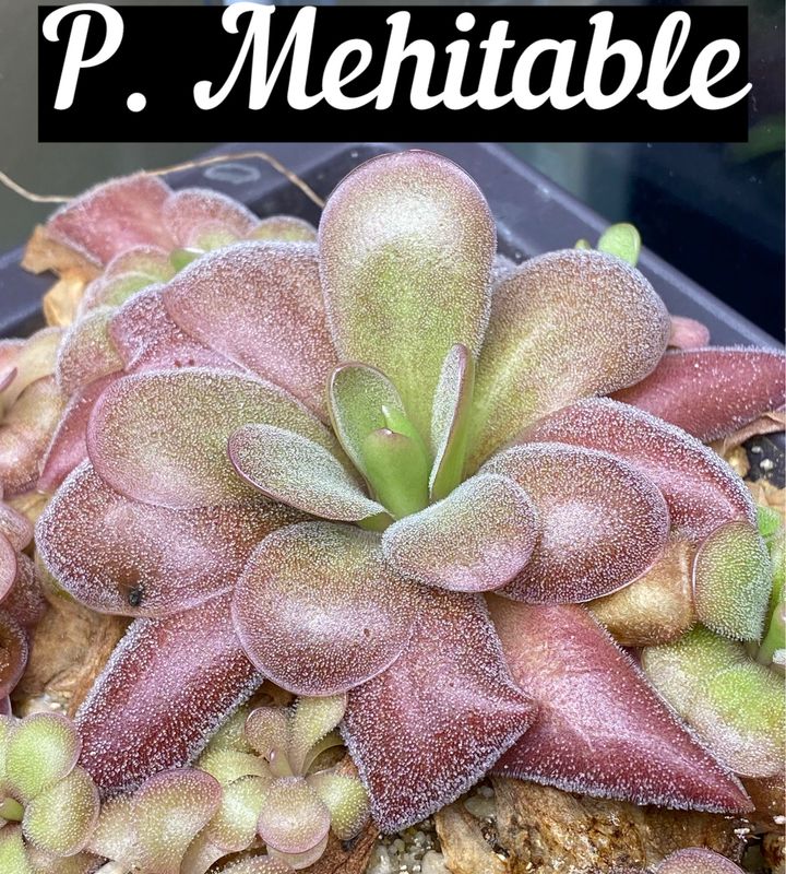 Pinguicula Mehitable