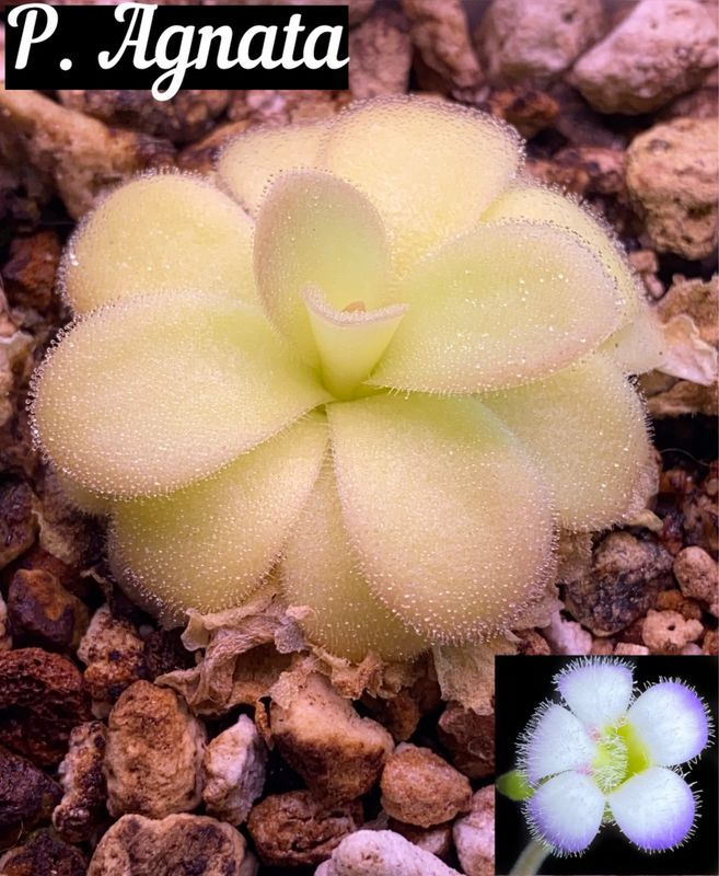 Pinguicula Agnata