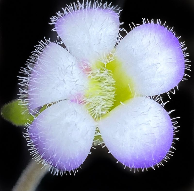 Pinguicula Agnata