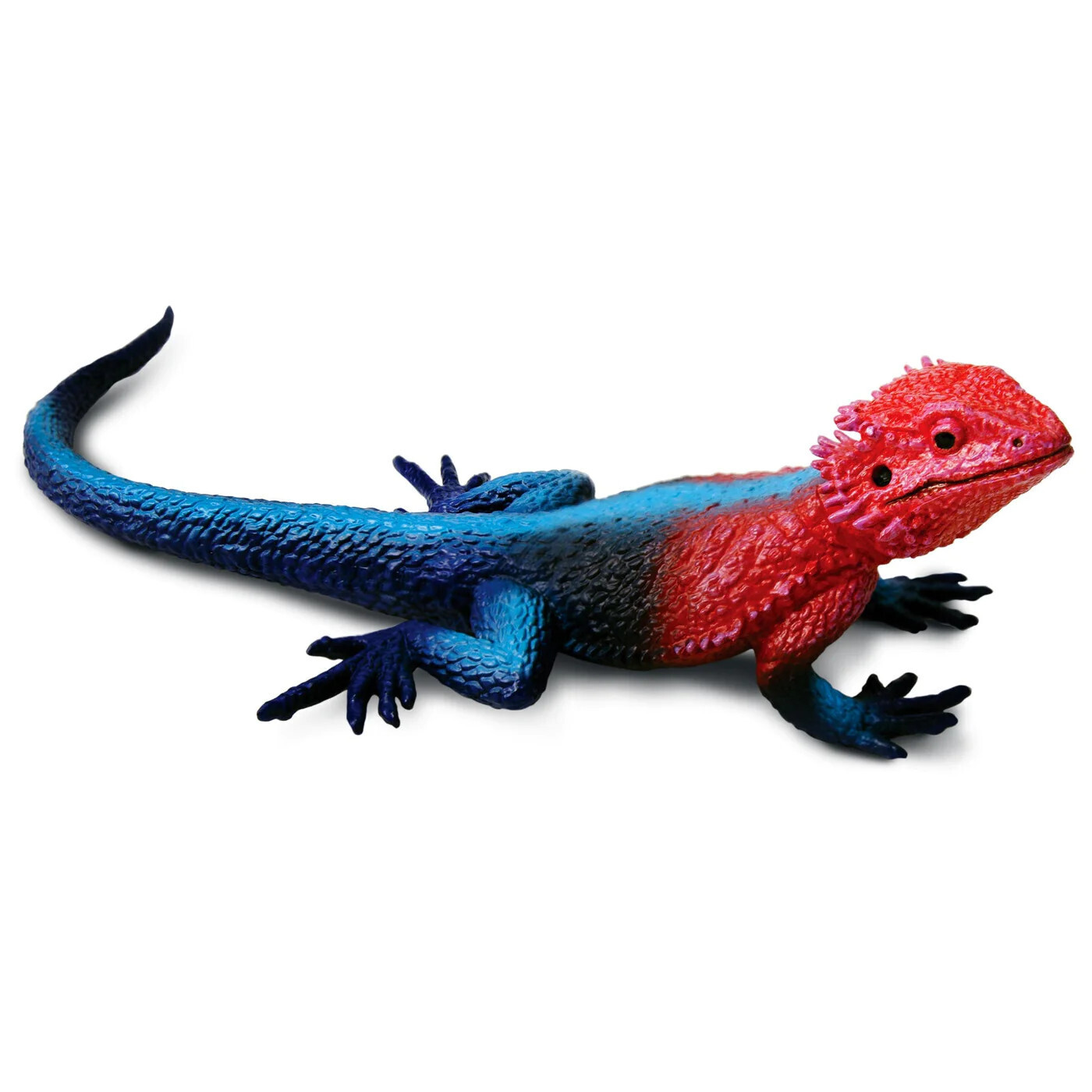 SL Mwanza Flat-headed Rock Agama