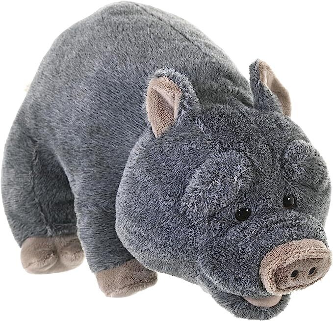 CK Potbelly Pig