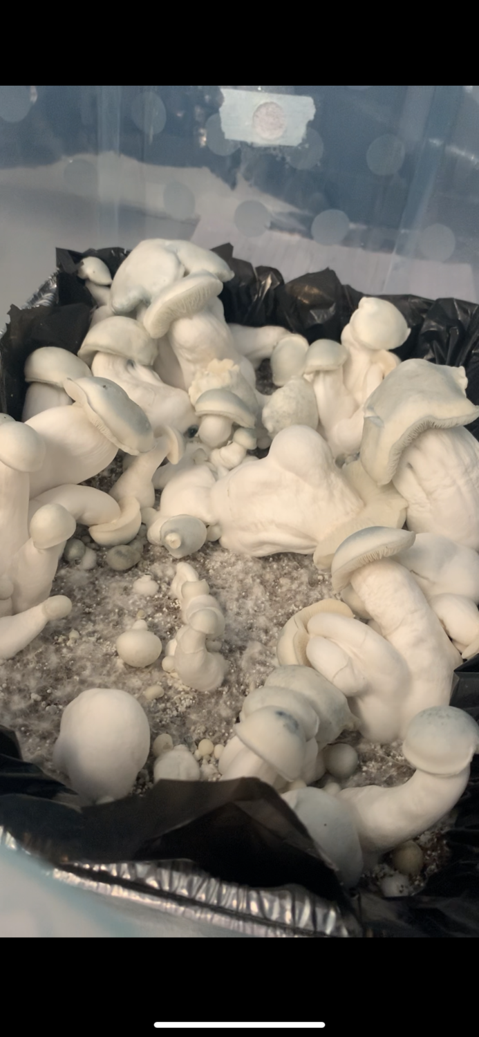 Albino Penis Envy “A.P.E” (OG Variety) Research Syringe