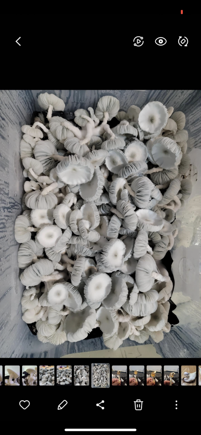 Jack Frost Research Syringe