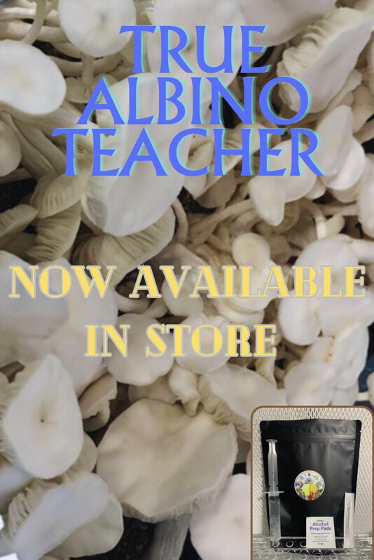 True Albino Teacher Research Syringe