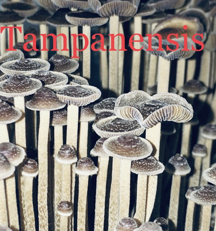 Tampanensis Research Syringe