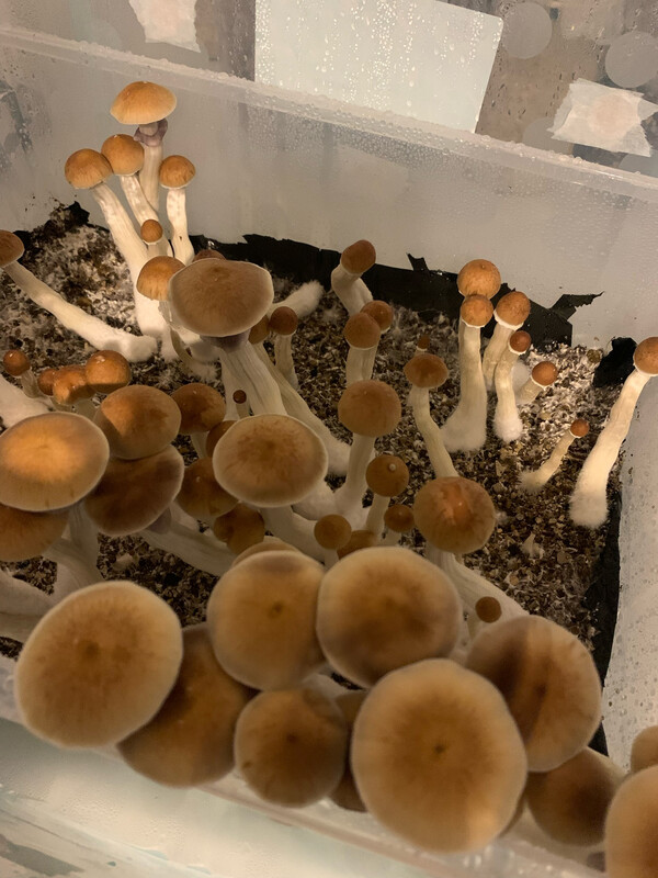 TEPE (TW x PE) Research Syringe