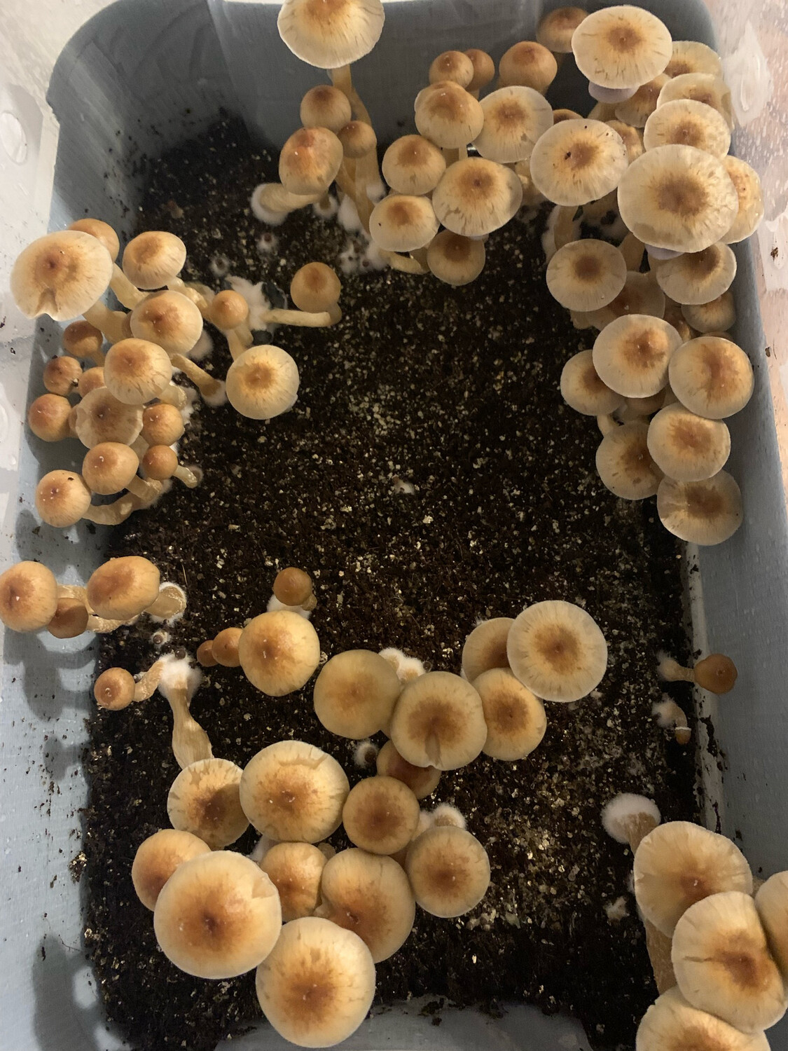 Golden Teacher Research Syringe