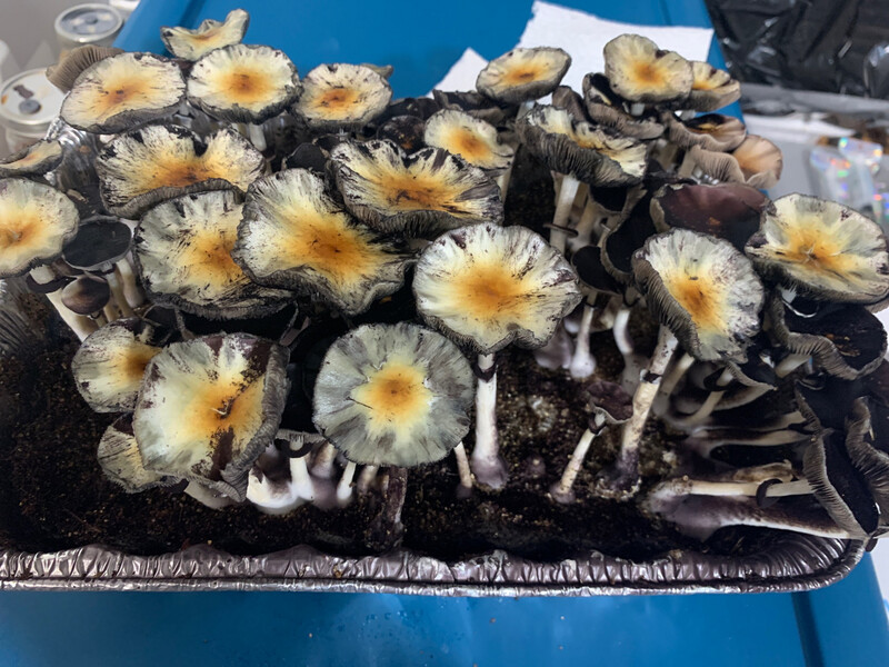 PESH  (PES Hawaiian) Research Syringe