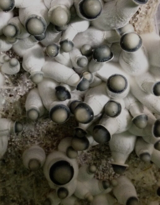 Starry Night Research Syringe