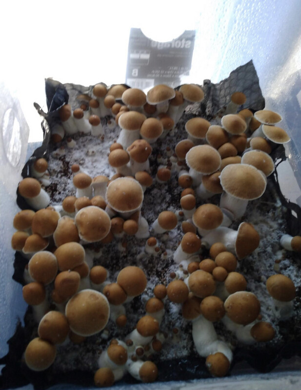 TidalWave Cream Research Syringe