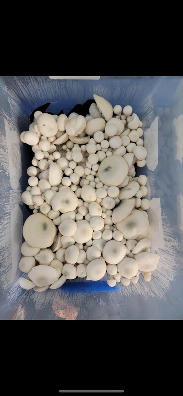 Casper’s Fatty Boys Research Syringe