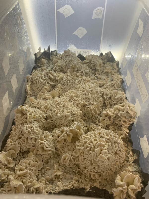 Omni BlueWave Research Syringe