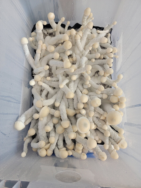 Cosmic Ghost Rider Research Syringe