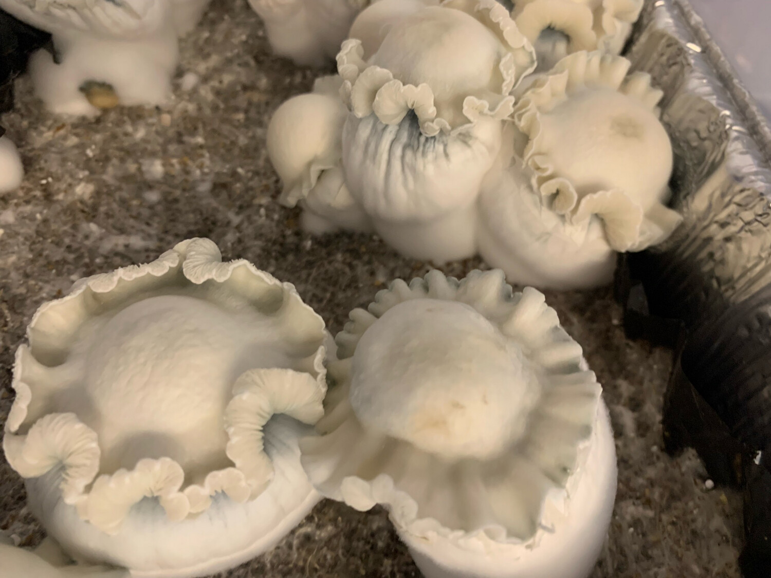 Juggerknott Yeti F4 Research Syringe