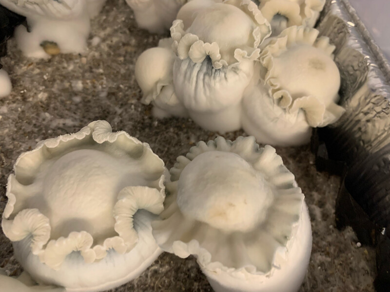 Juggerknott Yeti F4 Research Syringe