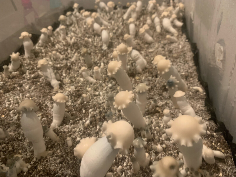 Blue Yeti “Star Cap Iso.” Research Syringe