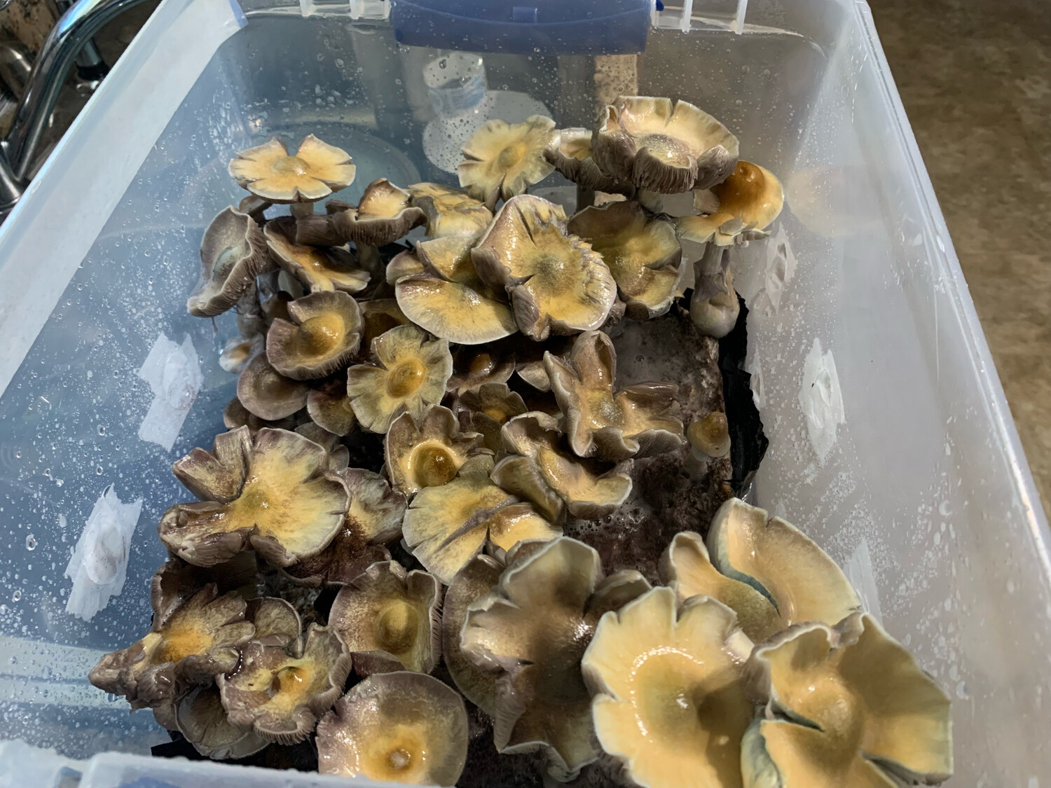 Guadalajara Research Syringe