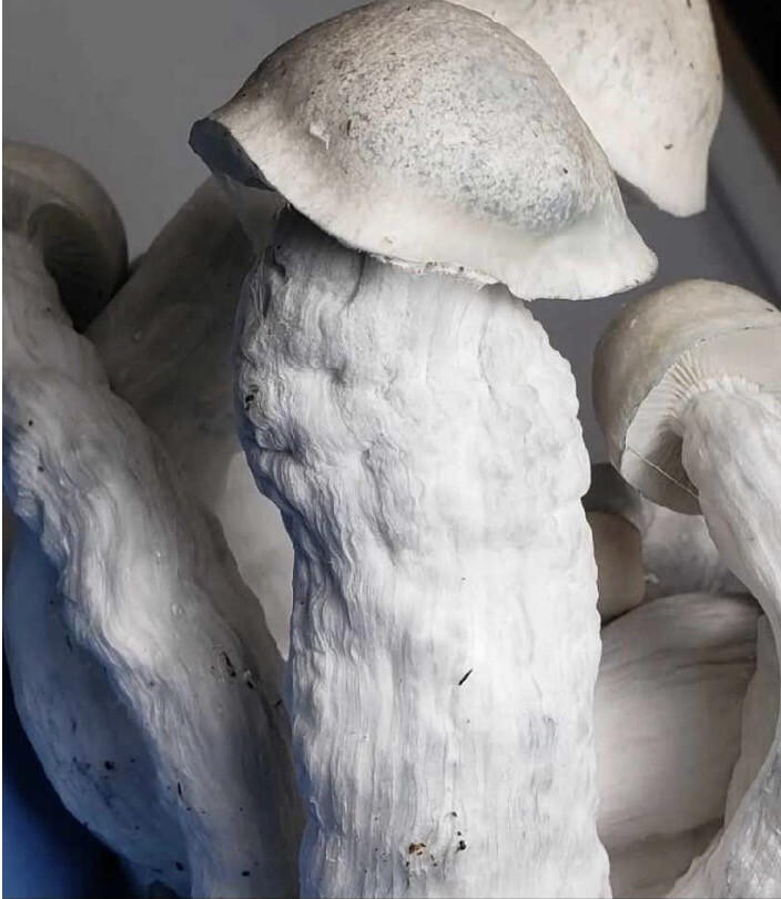 BAPE Research Syringe