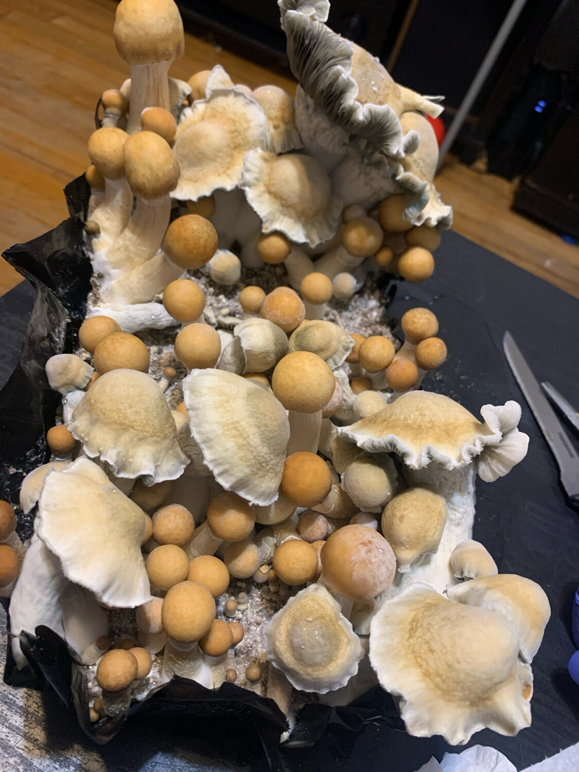 Bluey Vuitton Research Syringe