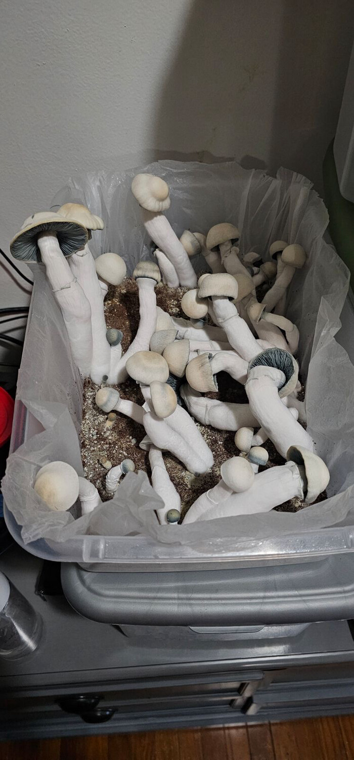 Chimalma Research Syringe