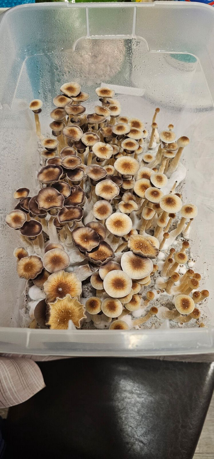 Oak Ridge Research Syringe