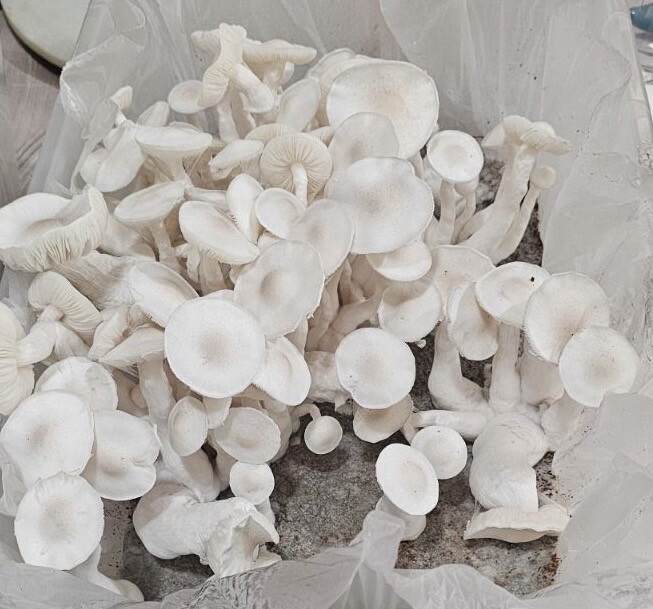 Albino Jedi Mind Fuck Research Syringe