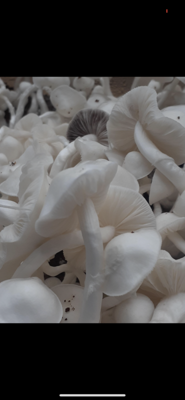 Albino Hillbilly Research Syringe