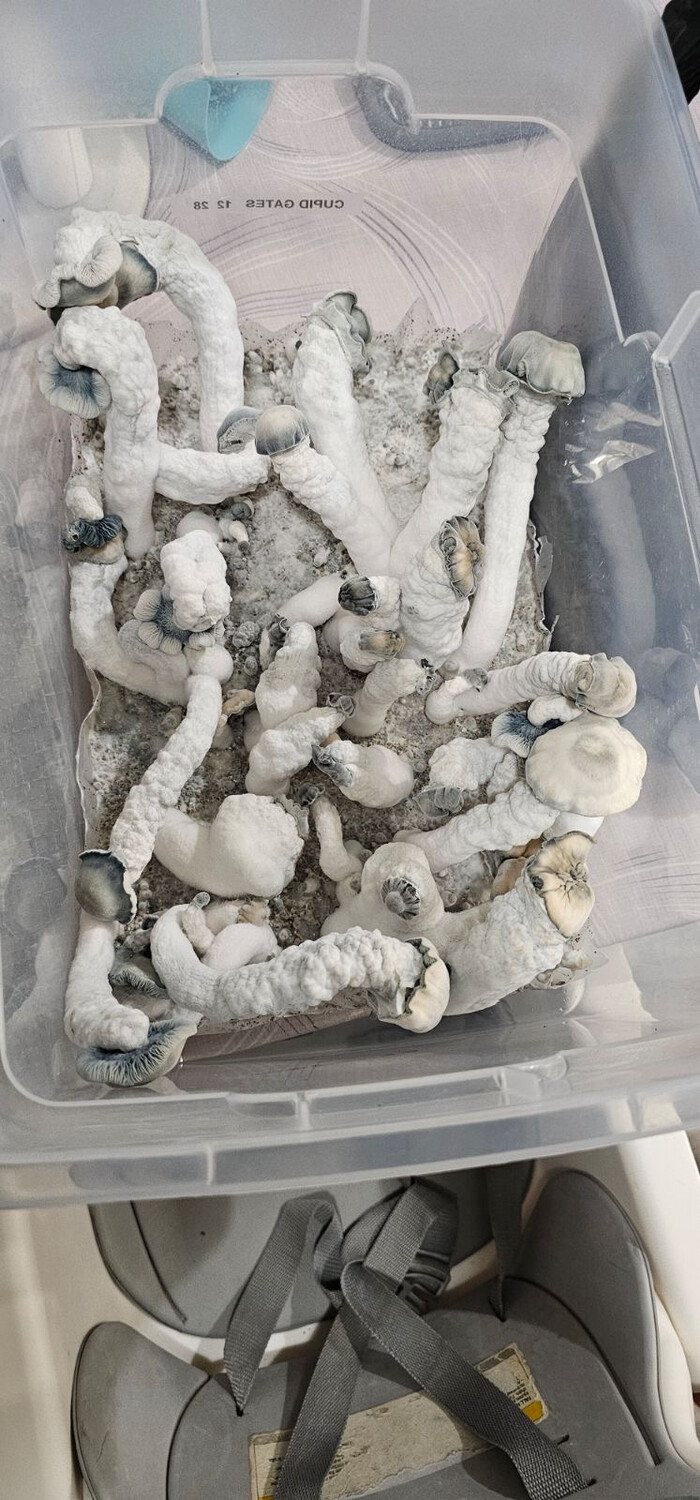 Lucid Gates Research Syringe