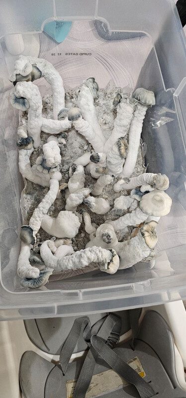 Lucid Gates Research Syringe