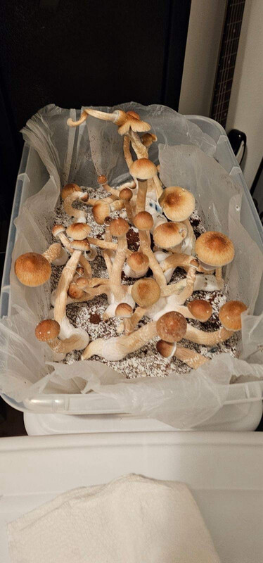 Africana Research Syringe