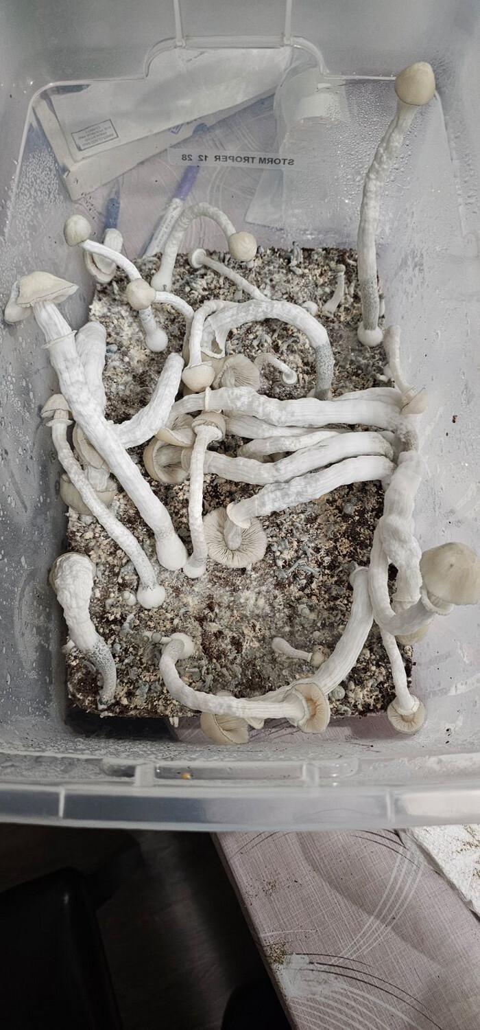 Albino TidalWave Research Syringe