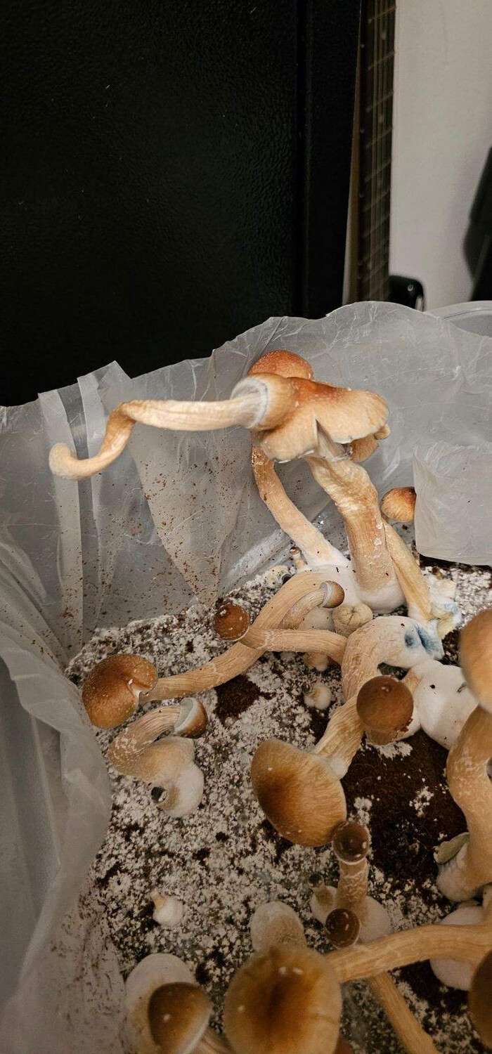 OB1 Research Syringe