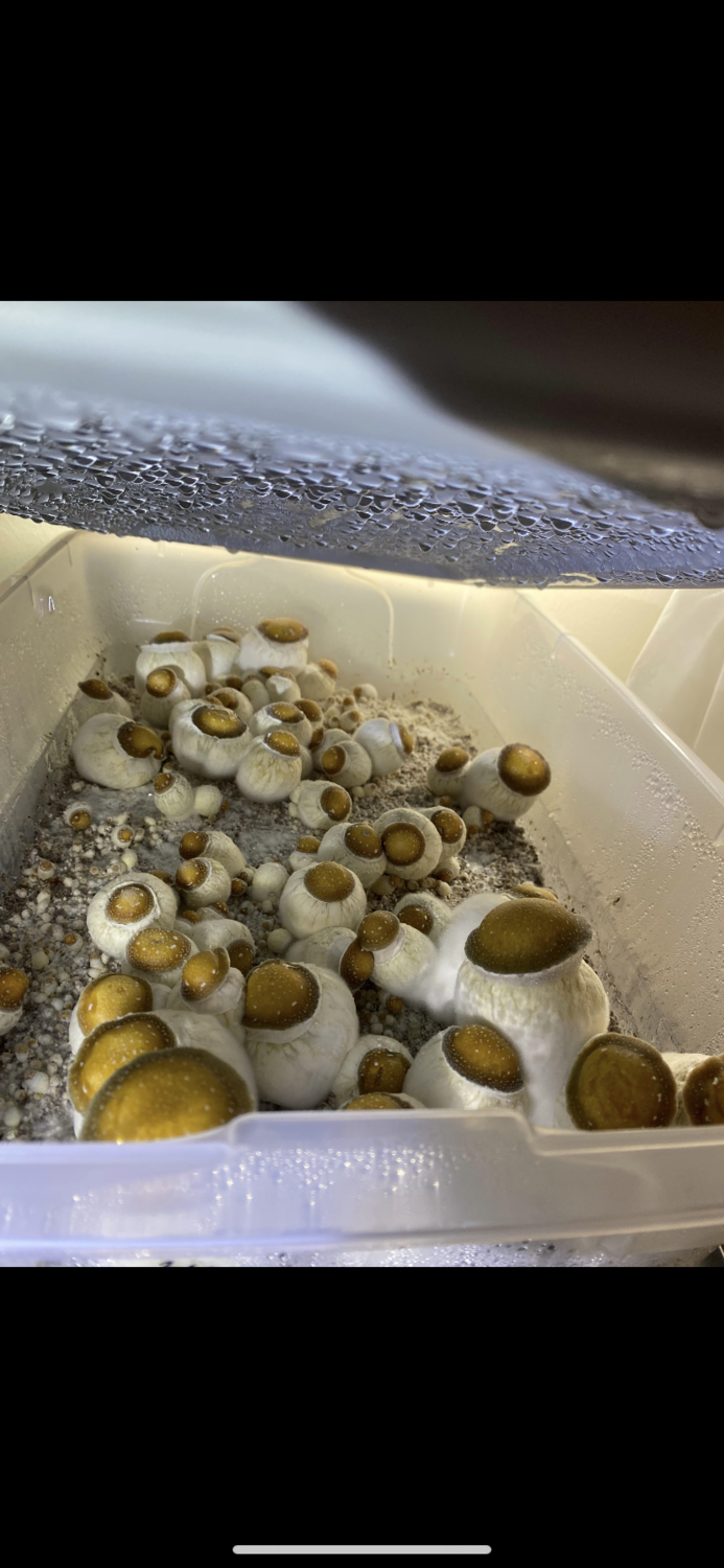 Dirty South’s Penis Envy Research Syringe