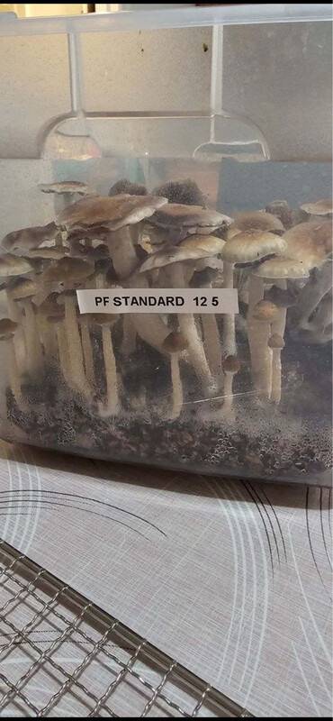 PF Standard Research Syringe